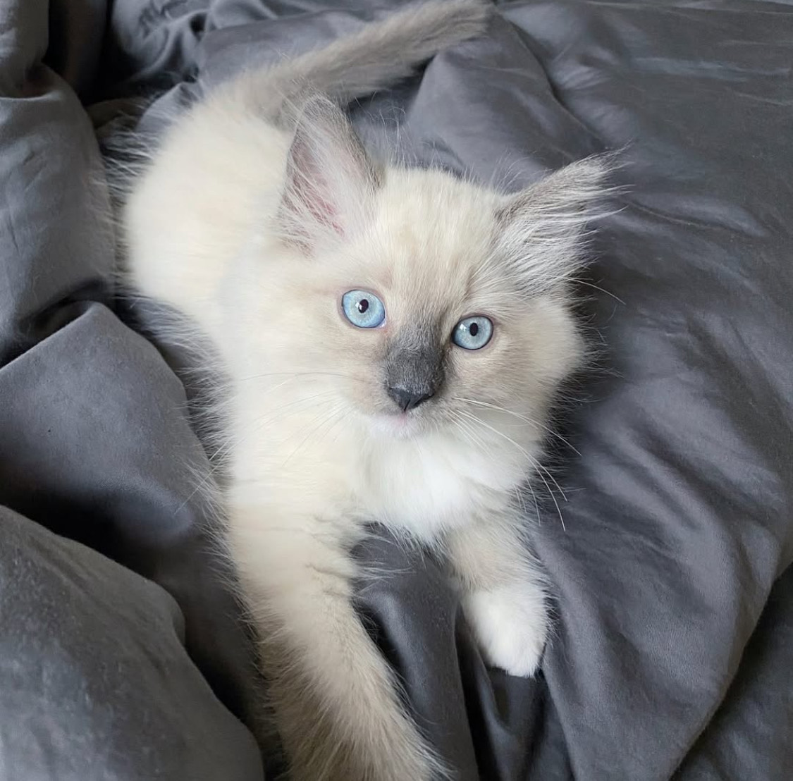 Archie the Ragdoll kitten